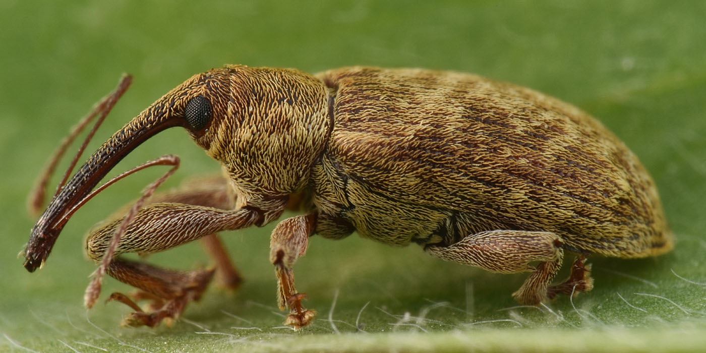 Curculionidae: Dorytomus sp.?  Sì, Dorytomus filirostris, maschio